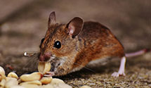 24 Hour & Emergency Exterminators in Rockaway Boro, NJ